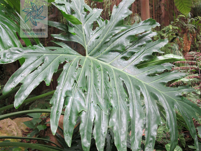  p>箭叶喜林芋( a href="#" data-lemmaid="8074290">学名 /a>