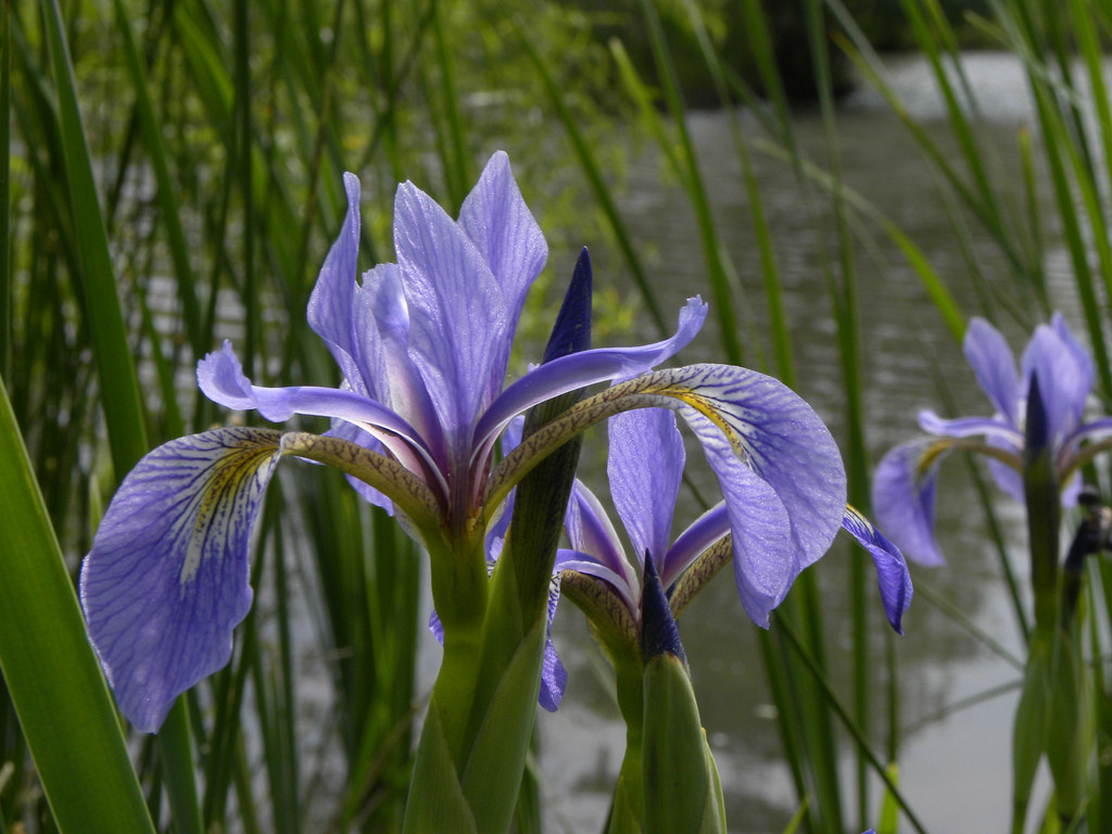 iris versicolor l.