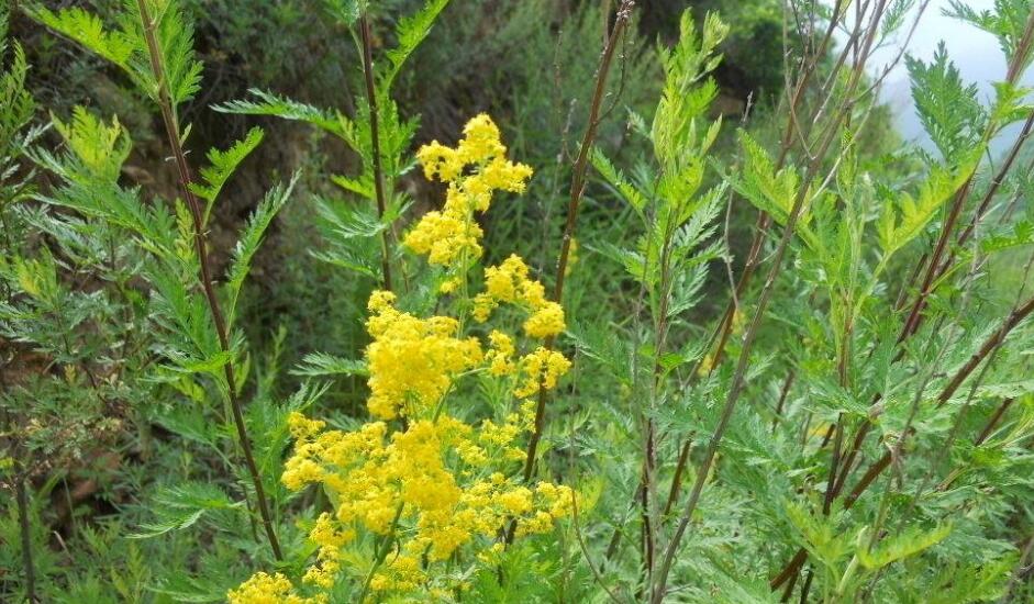  p>褐苞蒿(学名:artemisia phaeolepis)是 a target="_blank" href="