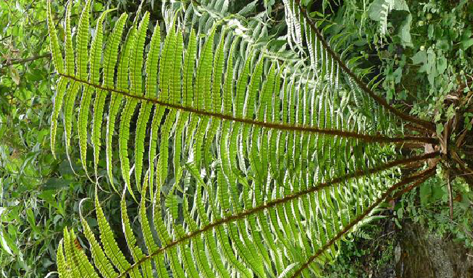 dryopteris wallichiana