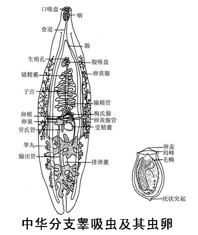 中华分支睾吸虫