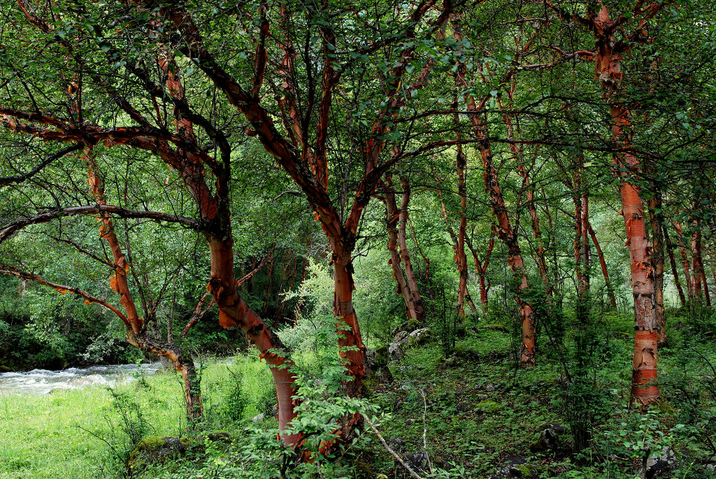 是桦木科 , a href="#">桦木属 /a>大 a href="#" data-lemmaid="