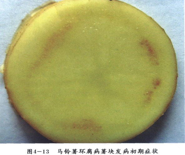 马铃薯环腐病