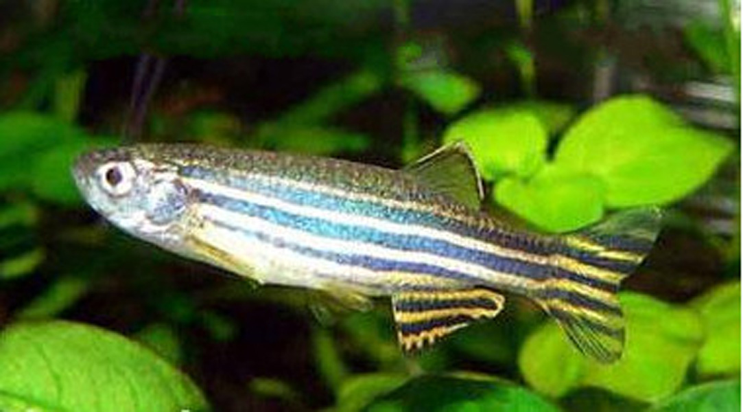  p>浅色黄姑鱼,学名: i>nibea coibor  /i>(hamilton, 1822) ,属于 a