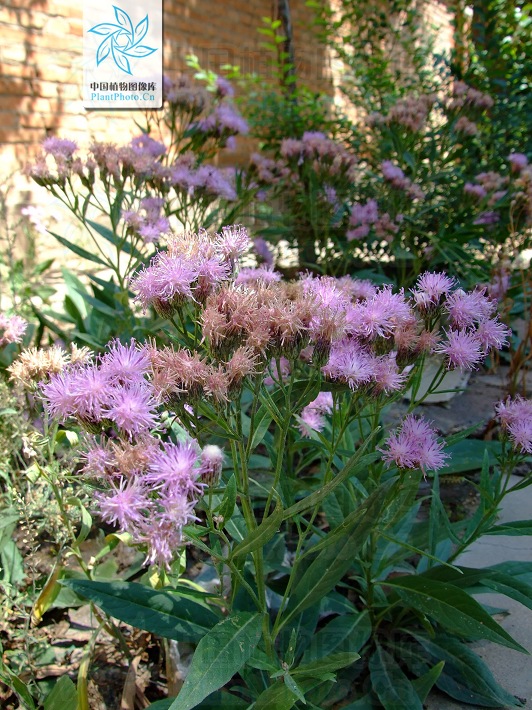 为 a data-lemmaid="229183">双子叶植物纲 /a>,菊科,凤毛菊属的植物