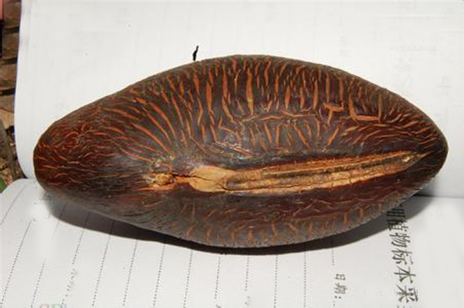  p>猪腰豆属(whitfordiodendron elmer), a href="#">双子叶植物纲 /a