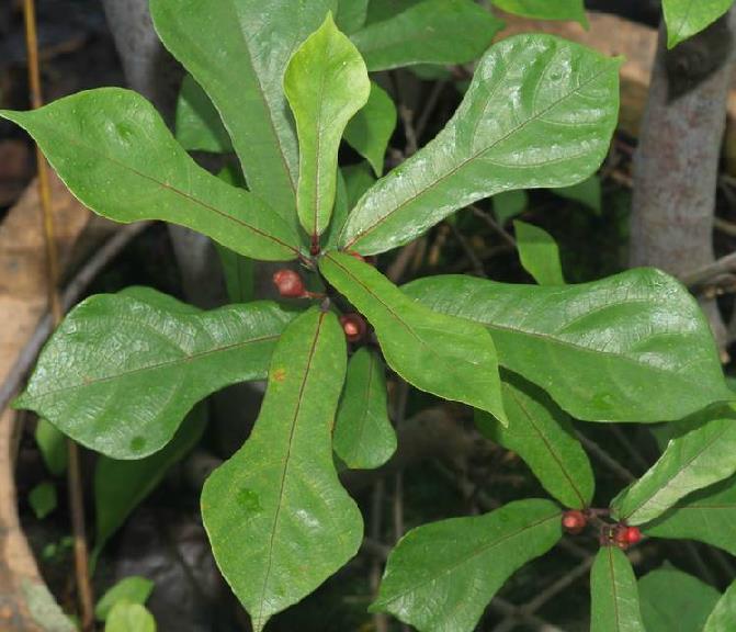  p data-id="txtlffkmleos">琴叶榕( i>ficus pandurata /i> hance)是