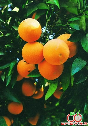  p>华盛顿脐橙又名 a>美国脐橙 /a>, a>抱子桔 /a>,无核橙, a href="