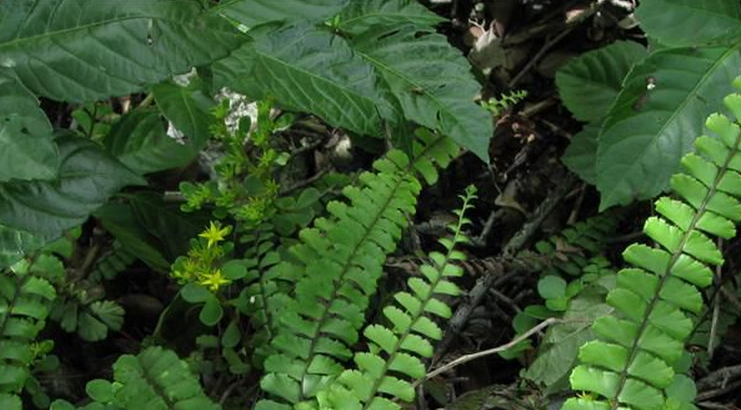  p>假鞭叶铁线蕨(学名: i>adiantum malesianum /i> ghatak)是铁线蕨