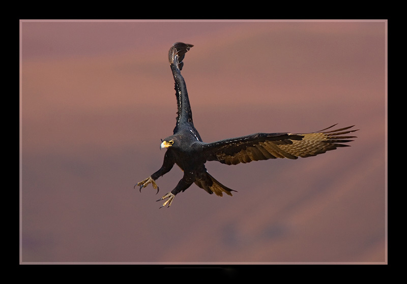  p>黑雕(学名: i>aquila verreauxii /i>):是鹰科,雕属的物种.