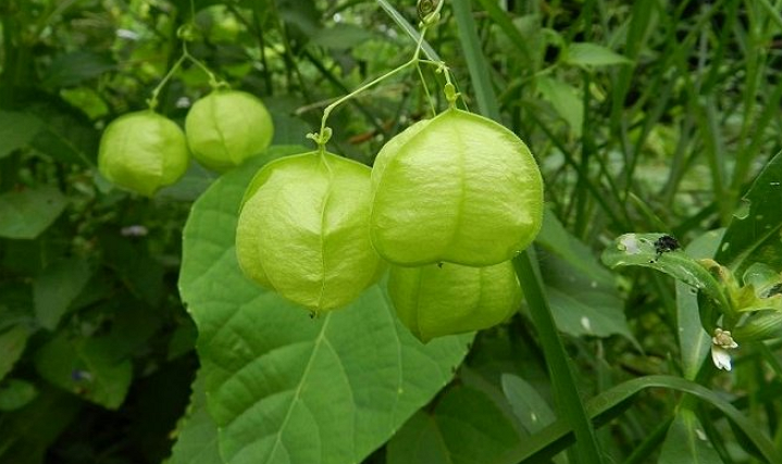  p> b>倒地铃属 /b>( a target="_blank" href="/item/学名/8074290"