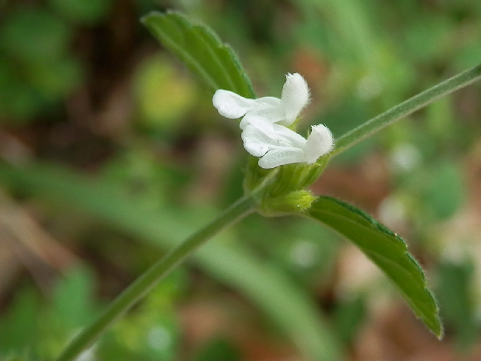  p> b>绉面草 /b>(学名: b> i>leucas zeylanica /i> /b>),为唇形科