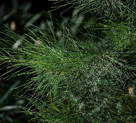 是木麻黄科,木麻黄属常绿乔木.