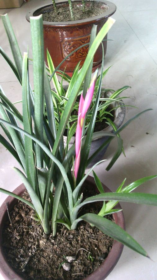  p>垂花水塔花( i>billbergia nutans /i> wendl.