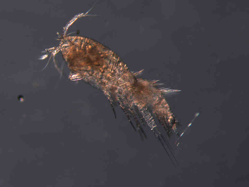  p>剑水蚤指的是剑水蚤属(cyclops)  a href="#" data-lemmaid="