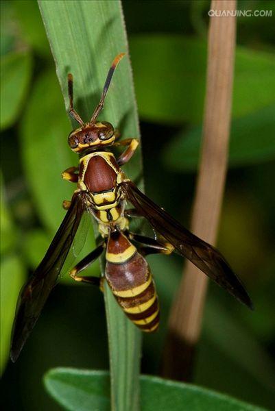马蜂