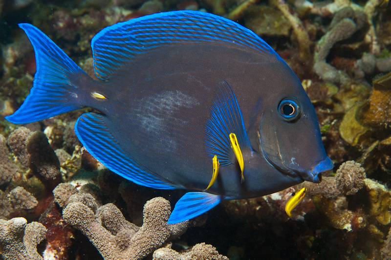  p>蓝刺尾鱼(学名:acanthurus coeruleus).此鱼体呈卵圆形.