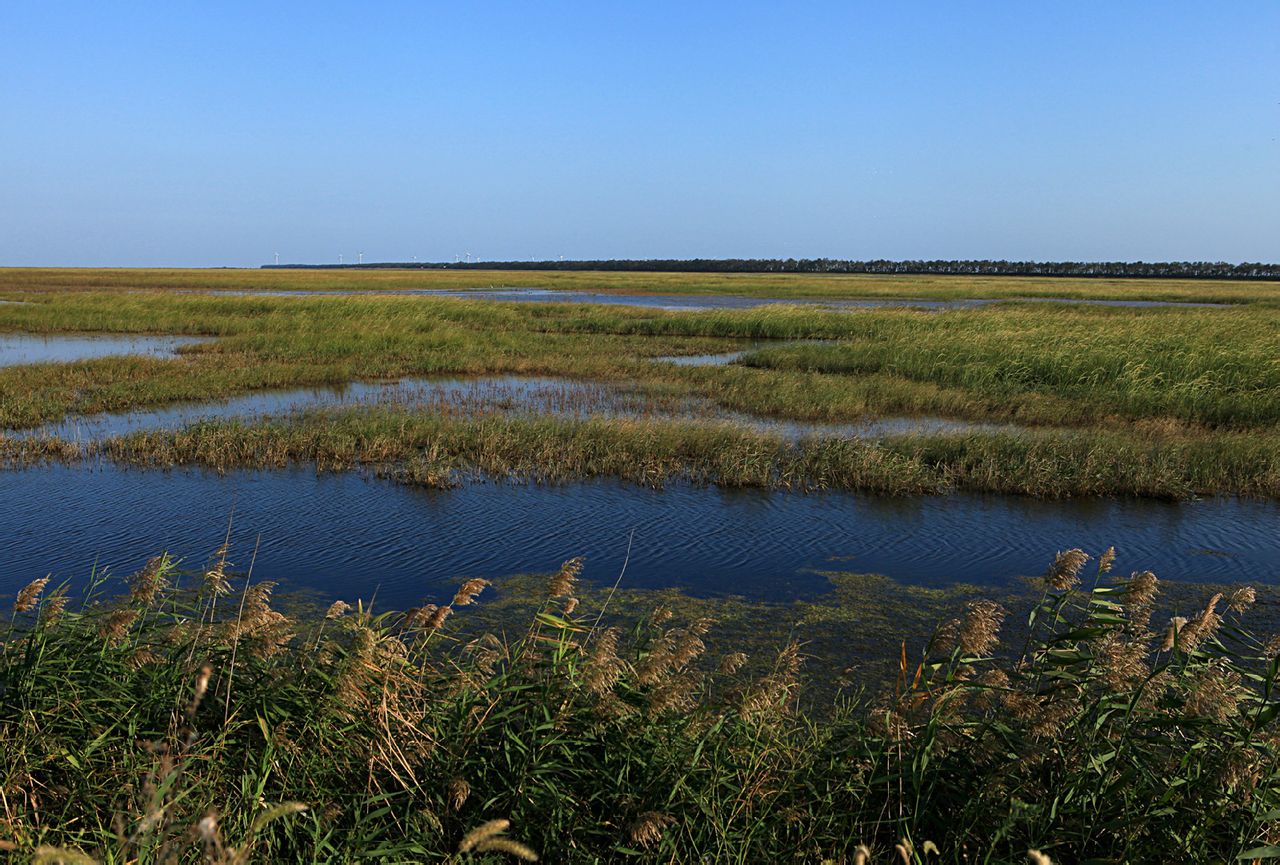 江苏大丰麋鹿国家自然保护区