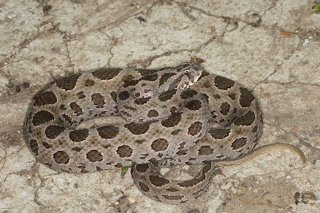  p>圆斑蝰(学名: i>daboia russelii siamensis /i>),又称百步金钱豹