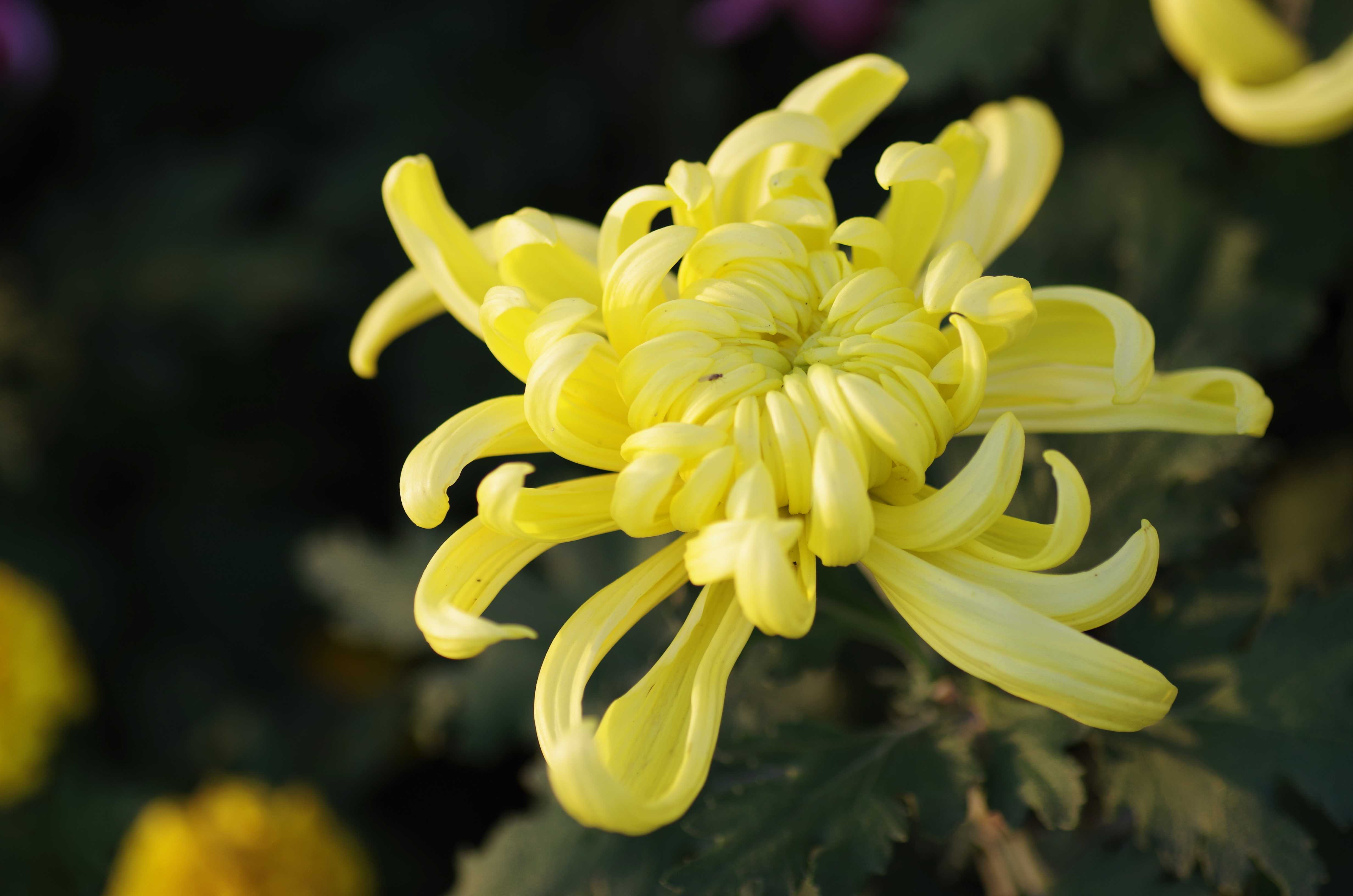  p>芙蓉菊( i>crossostephium chinense /i> (l.