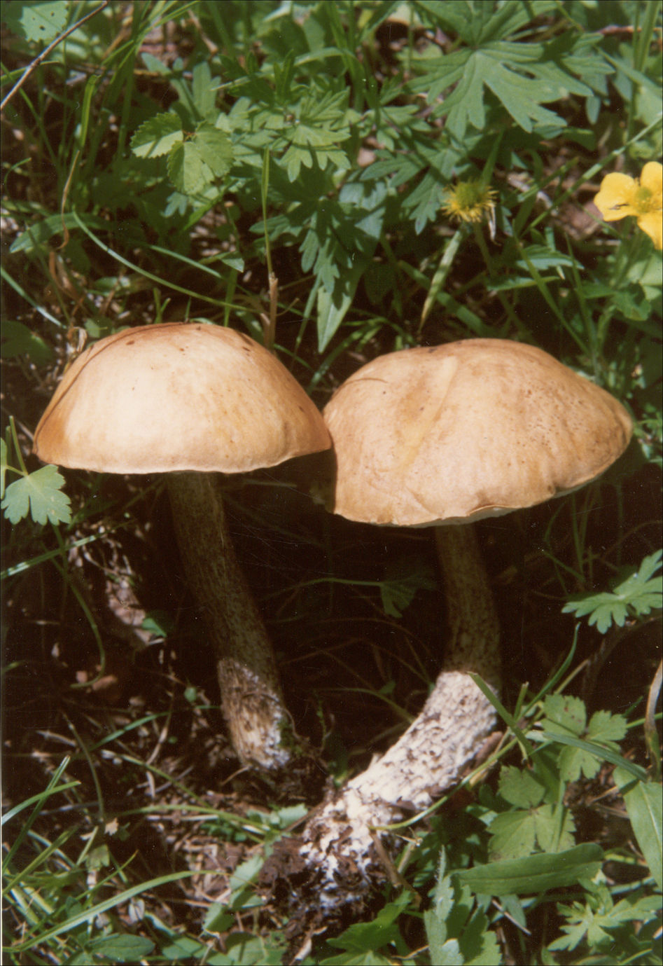 黄皮疣柄牛肝菌