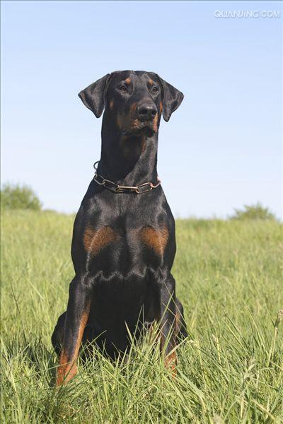 doberman pinscher