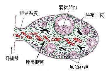 >雄性 /a>动物睾丸终生含有生殖干细胞不同,雌性哺乳动物的卵泡储备是