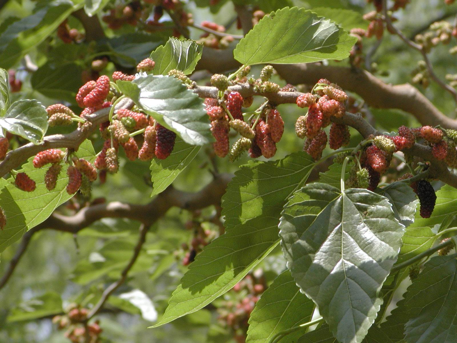  p> a href="#">桑树 /a>( i>morus alba /i> l),又名桑(本草经)家桑