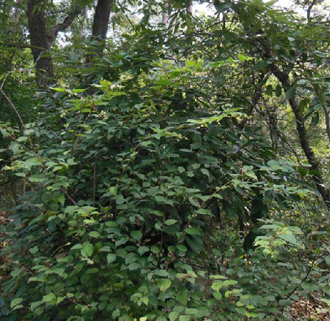  p>紫弹树,中药名.