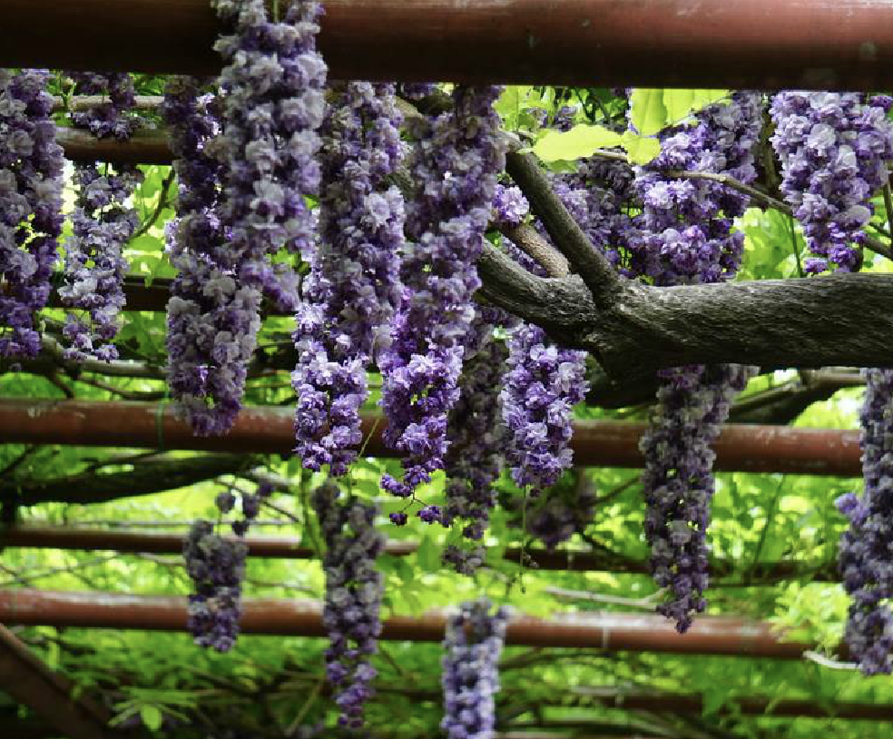  p>多花紫藤(学名: i>wisteria floribunda /i> (willd.) dc.