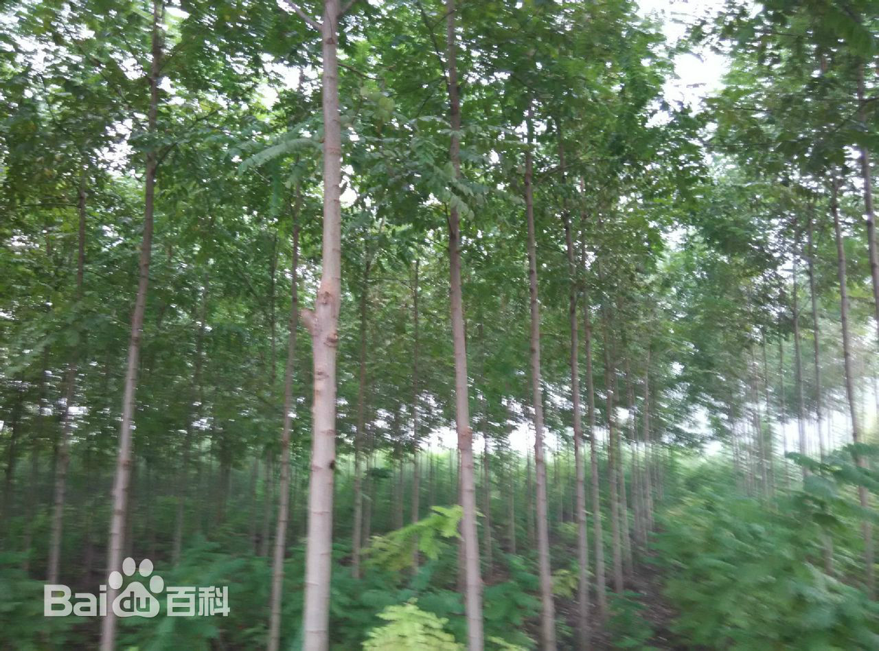 data-lemmaid="5702158">四倍体刺槐 /a>,速生国槐,大叶速生槐等,都是