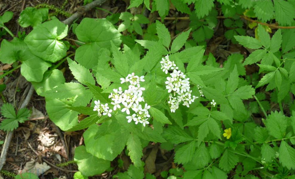  p>白花碎米荠(学名: i>cardamine leucantha /i> (tausch) o.e.