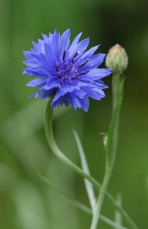  p>矢车菊(拉丁学名:centaurea cyanus l.