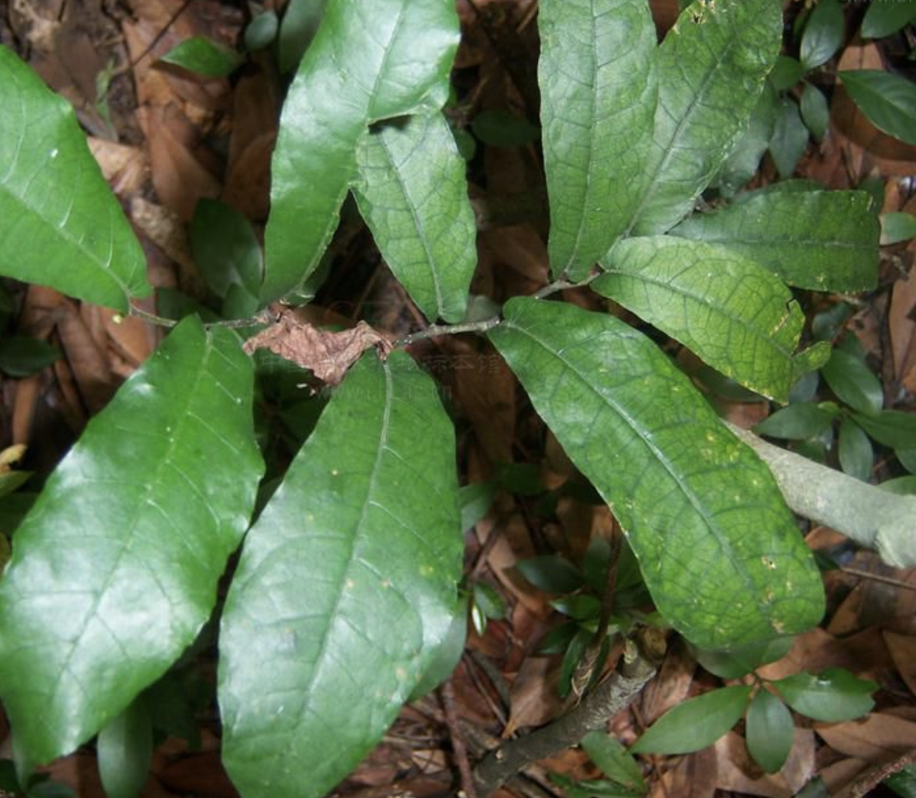  p>牛筋藤(学名: i>malaisia scandens /i> (lour.) planch.