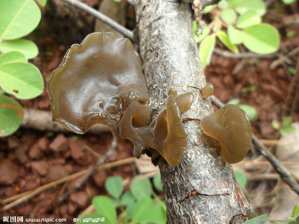  p>木耳,又叫云耳,桑耳,是我国重要的食用菌,有广泛的自然分布和人工