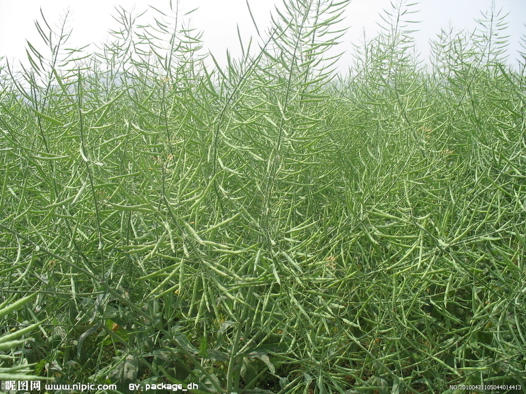  p data-id="gnx41slcn8">角果常分为长角果