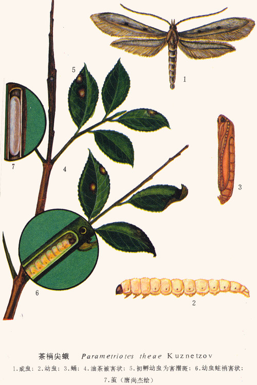 茶梢尖蛾