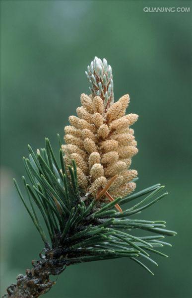 pinus massoniana lamb.
