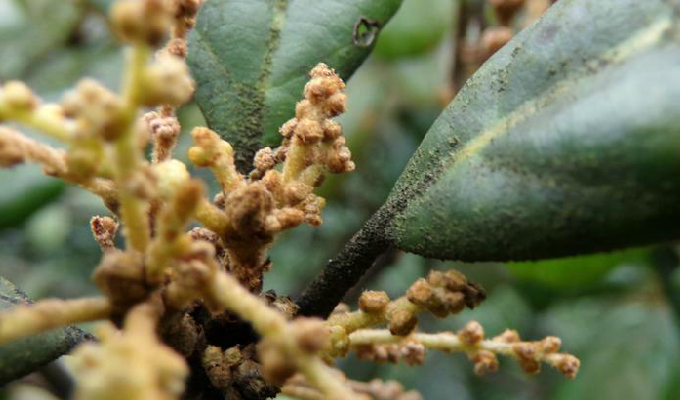 是 a href="#">壳斗科 /a> a href="#">椆属 /a>下的一个种.