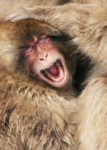  p> a href="#" data-lemmaid="111617">日本 /a>猕猴(学名: i>macaca