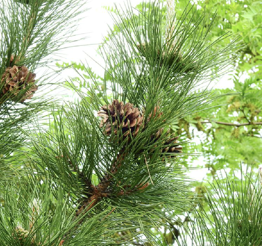  p>赤松( i>pinus densiflora /i> sieb. et zucc.