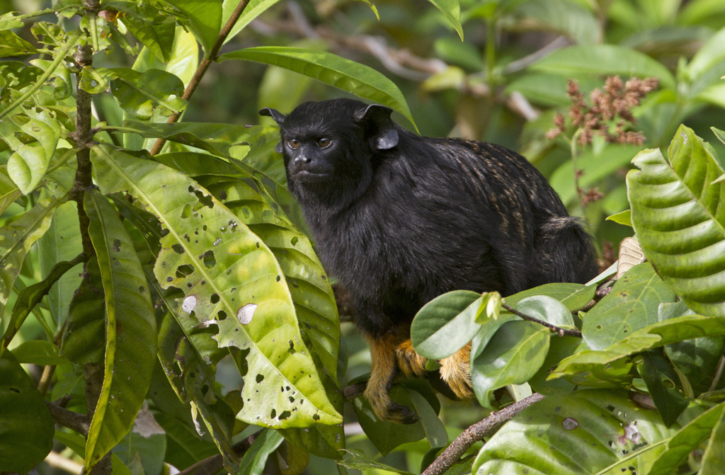  p>赤掌柽柳猴(golden-handed tamarin, midas tamarin, red-handed