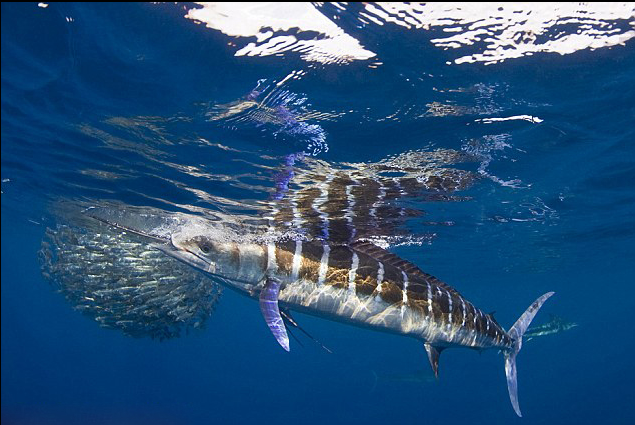  p>条纹四鳍旗鱼 i>, /i>学名: i>tetrapturus audax /i> (philippi