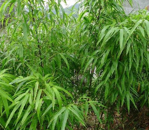 chimonobambusa quadrangularis (fenzi) makino