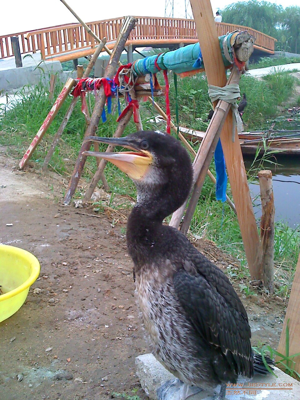 p>黑颈鸬鹚(学名 i>phalacrocorax niger/i,中型水鸟,体长50~51