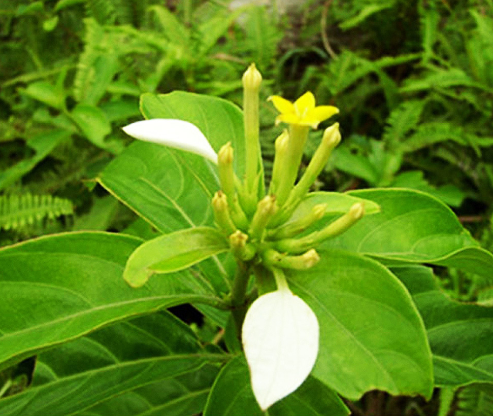  p>甘藤又叫甜藤(《嘉》),感藤.生长在江南的山谷中.