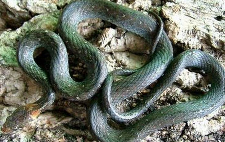  p>坡普腹链蛇( i>amphiesma popei /i>&nbsp;(schmidt,1925))是