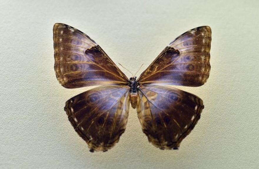  p>月神闪蝶指名亚种, i>morpho cisseis cisseis  /i>(felder &amp