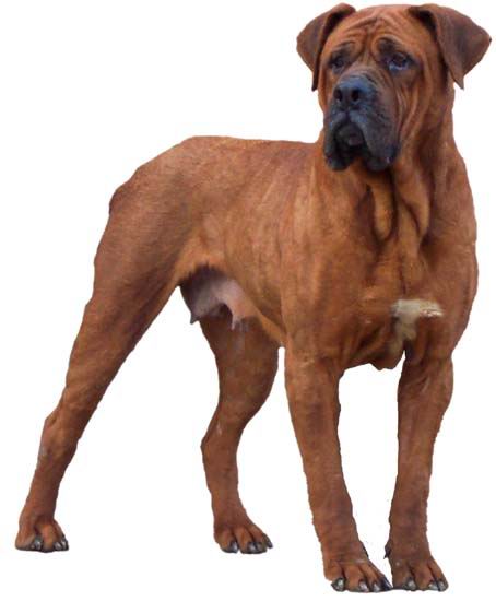  p>日本土佐是日本的原始打斗犬种,它是于四百年前在四国岛上 a