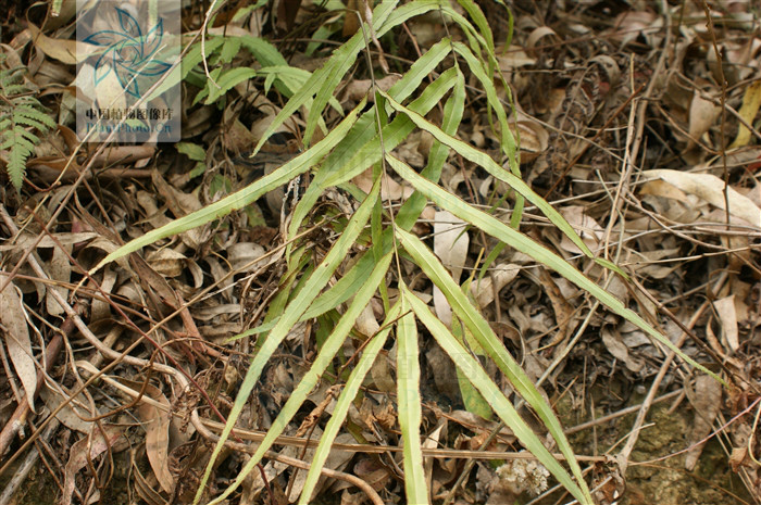 与叶轴同为暗棕色,光滑;叶片卵形,长约40厘米,宽约15厘米,一回羽状